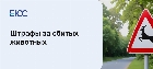 Штрафы за сбитых животных