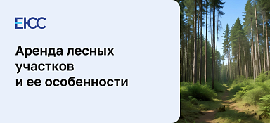 Аренда лесных участков и ее особенности
